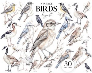 30 PNG Realistic Bird Illustrations